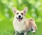 Happy dog Welsh Corgi Pembroke sitting on the grass in summer day