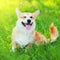 Happy dog Welsh Corgi Pembroke sitting on the grass in sunny summer