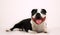Happy dog who is smiling from ear to ear it's Staffordshire Bullterier isolated