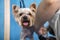 Happy dog Yorkshire terrier while  haircut stands on grooming table in  salon. groomer cuts fur the dog with a mechanical trimer