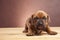 Happy doggy sitting on wooden floor