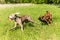 Happy dogs having fun in a meadow. Weimaraner and sheepdog are running on a green field. Healthy and happy dogs