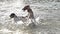 happy Dogs Jump Into Lake Water Chasing a ball Splashes In Slow Motion