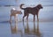 Happy dogs play in shallow water on the beach