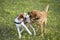 Happy dogs playing on the grass with wild yellow flowers. Puppy games.