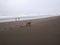 Happy Dogs Running on the Beach