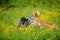 Happy dogs running through a meadow with buttercups