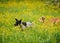 Happy dogs running through a meadow with buttercups