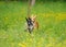 Happy dogs running through a meadow with buttercups