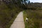 Happy Dogs Running on Paved Walking Path