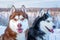 Happy dogs siberian husky. Closeup portrait. Funny snow Dogs face.