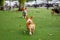 Happy dogs Welsh Corgi Pembroke with friends