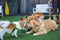 Happy dogs Welsh Corgi Pembroke with friends