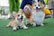 Happy dogs Welsh Corgi Pembroke with friends