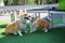 Happy dogs Welsh Corgi Pembroke with friends