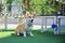 Happy dogs Welsh Corgi Pembroke with friends