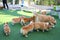 Happy dogs Welsh Corgi Pembroke with friends