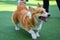 Happy dogs Welsh Corgi Pembroke with friends