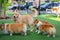 Happy dogs Welsh Corgi Pembroke with friends