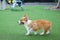 Happy dogs Welsh Corgi Pembroke with friends