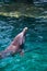 Happy dolphin with head out of clear blue water