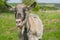 A happy domestic goat smiles right into the camera. The concept of agriculture and animal husbandry