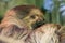 Happy dream. Soft dreamy image of cute sloth animal sleeping