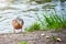 Happy duck found pieces of bread on the shore of a pond. The concept of deception and naivety