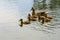 Happy duck mother swims with ducklings on a pond