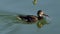 A Happy Duck is Swimming With a Big Fish in Its Beak on a Sunny Day in Slo-Mo