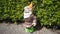Happy dwarf figurine