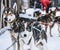 Happy and eager Alaskan husky sled dogs ready for action on a cold winters day