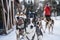 Happy and eager Alaskan husky sled dogs ready for action on a cold winters day