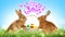 Happy Easter. Adorable bunnies near wicker basket with dyed eggs on green grass outdoors