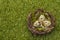 Happy Easter background. Quail eggs in a bird`s nest on fresh sunny green grass