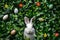 Happy easter bunny adventure Eggs Easter Service Basket. White easter cactus Bunny Rose Blush. Orange Popsicle background