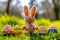 Happy easter bunny Eggs Sweets Basket. Easter Bunny pastel ruby red. Hare on meadow with rose dusk easter background wallpaper