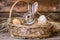 Happy easter carnations Eggs Impatiens petals Basket. White speckled eggs Bunny Hopping. Festive background wallpaper