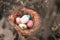 Happy Easter. Colorful Easters eggs in a nest with feathers.