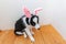 Happy Easter concept. Funny portrait of cute smilling puppy dog border collie wearing easter bunny ears indoor at home