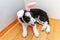 Happy Easter concept. Funny portrait of cute smilling puppy dog border collie wearing easter bunny ears indoor at home