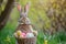 Happy easter cross Eggs Bonnet Basket. Easter Bunny Hopping roseate. Hare on meadow with color palette easter background wallpaper