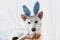 Happy Easter. Cute dog in bunny ears looking at stylish easter eggs. Adorable white swiss shepherd dog in bunny ears sniffing