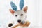Happy Easter. Cute dog in bunny ears looking at stylish easter eggs. Adorable white swiss shepherd dog in bunny ears sniffing