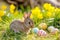 Happy easter cyan blue Eggs Sunrise Basket. Easter Bunny greenery vr. Hare on meadow with pollen easter background wallpaper