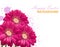 Happy Easter daisy flowers bouquet card. Spring floral beauty Fuchsia colors