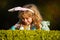 Happy easter day. Kids with bunny ears celebrating easter. Child boy playing and hunting easter eggs. Closeup portrait