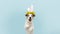 Happy easter dog spring. Funny happy jack russell standing hind two legs wearing bunny ears. Isolated on blue colored background