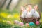 Happy easter exuberant Eggs Pastel Basket. Easter Bunny Bud fluffy toy. Hare on meadow with sunshine easter background wallpaper