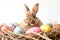 Happy easter Family Eggs Candy hunt Basket. White spare room Bunny Spry. Spring banners background wallpaper